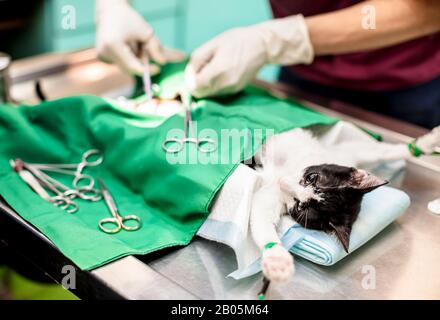 cat sul tavolo operatorio e chirurgia veterinaria Foto Stock