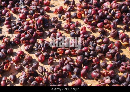 Chicchi di caffè crudi naturali espotati con luce solare su un setaccio al di fuori della fabbrica di procedura prima di tostare il processo, chiudere, vita reale, stile di vita. Foto Stock