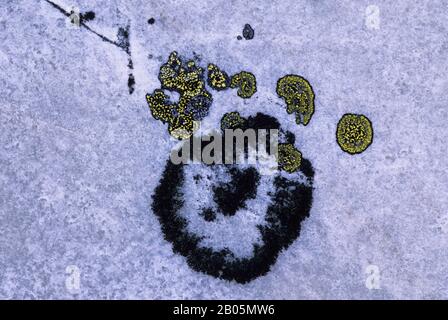 CANADA, NUNAVUT, HUDSON BAY, MARBLE ISLAND, LICHENS SU ROCCIA Foto Stock