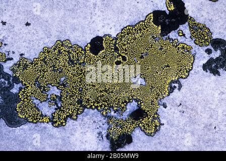 CANADA, NUNAVUT, HUDSON BAY, MARBLE ISLAND, LICHENS SU ROCCIA Foto Stock