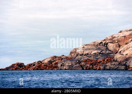 CANADA, TERRITORI NW, HUDSON BAY, WALRUS ISLAND, VISTA DAL MARE, WALRUS SU ROCCE Foto Stock