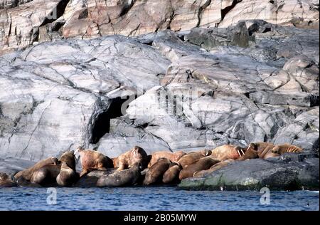 CANADA, TERRITORI NW, HUDSON BAY, WALRUS ISLAND, VISTA DAL MARE, WALRUS SU ROCCE Foto Stock