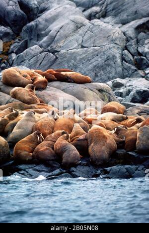 CANADA, TERRITORI NW, HUDSON BAY, WALRUS ISLAND, VISTA DAL MARE, WALRUS RIPOSANTE SULLE ROCCE Foto Stock