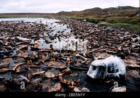 CANADA, NWT, HUDSON BAY, SOUTH HAMPTON ISLAND, PT NATIVO, SITO DELLA CULTURA PASSATA DI SADLERMIUT, BONE FIELD Foto Stock