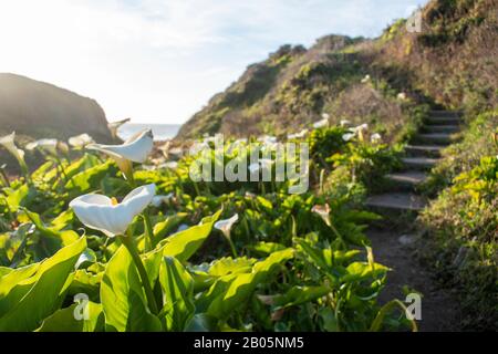 I gigli di calla lungo Doud Creek al Garrapata state Park in California sono noti ai fotografi di tutto il mondo per la loro bellezza. Foto Stock