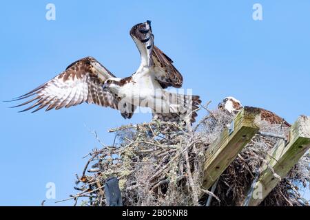 Un Osprey (Pridion haliaetus) spalma le sue ali per togliere dal suo nido nel vento. Foto Stock