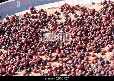 Chicchi di caffè crudi naturali espotati con luce solare su un setaccio al di fuori della fabbrica di procedura prima di tostare il processo, chiudere, vita reale, stile di vita. Foto Stock