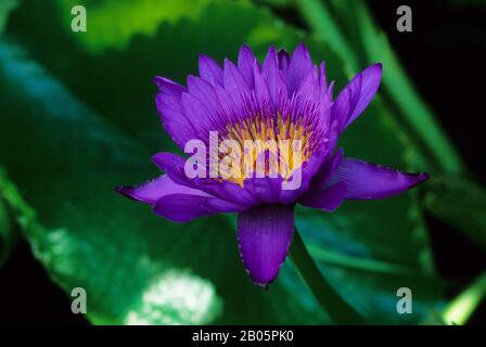 USA, HAWAII, KAUAI, WATER LILY Foto Stock