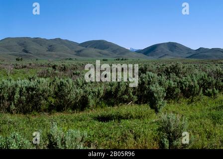 USA, IDAHO, VICINO AI CRATERI DEL MONUMENTO NAZIONALE DELLA LUNA, AI PIEDI DELLE MONTAGNE PIONEER, SAGEBRUSH Foto Stock