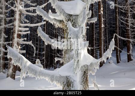 WA17173-00...WASHINGTON - alberi coperti di neve nelle Alpi Issaquah. Foto Stock