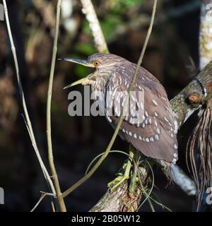 Erone notturno con corona nera giovanile (nycticorax nycticorax) che urta nella Big Cypress National Preserve. Florida. STATI UNITI Foto Stock