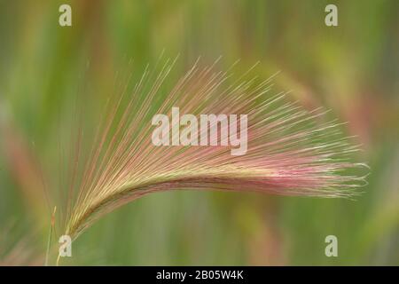 USA, ALASKA, ERBA CODA DI SCOIATTOLO Foto Stock