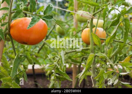 Primo piano di Lycopersicon esculentum - pomodori coltivati in contenitore di legno in cortile residenziale in estate. Foto Stock