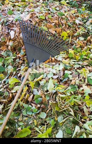 Rastrello in foglie di plastica nera sul palo di Syringa vulgaris - Lilac e Fraxinus velutina - Velvet foglie di Frassino in cortile in autunno. Foto Stock