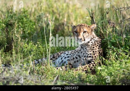 Cheetah incinta riposante nell'erba Foto Stock