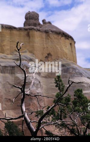 USA, NUOVO MESSICO, VICINO ABIQUIU, ECHO CANYON, ALBERO JUNIPER MORTO Foto Stock