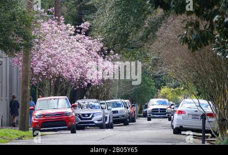New Orleans, Louisiana, Stati Uniti - 8 febbraio 2020 - la vista del traffico che si affaccia sul bellissimo albero di magnolia vicino al Garden District Foto Stock