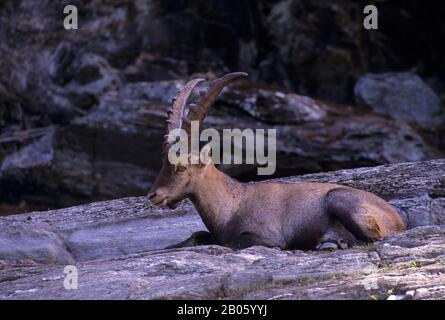 CANADA, QUEBEC, VICINO A MONTEBELLO, LAURENTIANS, PARC OMEGA, ALPINE IBEX Foto Stock