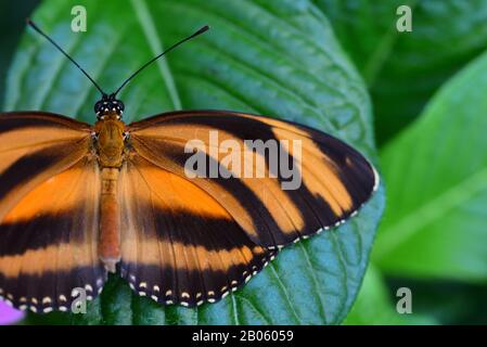 Primo piano di una farfalla tropicale a righe marroni e nere seduta su foglie verdi con ali sparse Foto Stock