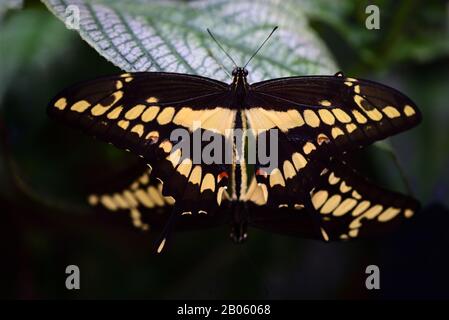 Primo piano di una gigantesca coda di rondine seduta e splendente con un partner su una foglia in natura tropicale Foto Stock