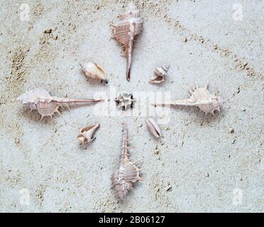 Conchiglie di mare bianco disposte a stella in sabbia. Vista Dall'Alto. Concetto Di Estate E Vacanza. Foto Stock