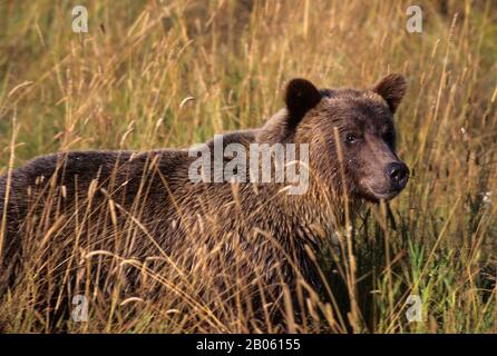 CANADA, BRITISH COLUMBIA, KNIGHT INLET, GRIZZLY BEAR Foto Stock