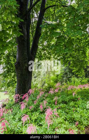 Albero caducido sotto piantato con fiori Astilbe rosa in estate, Centre de la Nature giardino pubblico, Laval, Quebec, Canada. Foto Stock