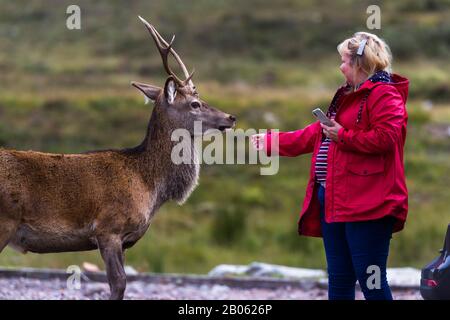 Glen Coe, Scozia - 17 settembre 2019: Donna che accarezza una giovane Stag nei giardini del Kingshouse Hotel a Glen Coe Regno Unito 17 settembre 2019 Foto Stock