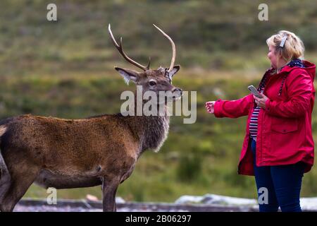 Glen Coe, Scozia - 17 settembre 2019: Donna che accarezza una giovane Stag nei giardini del Kingshouse Hotel a Glen Coe Regno Unito 17 settembre 2019 Foto Stock