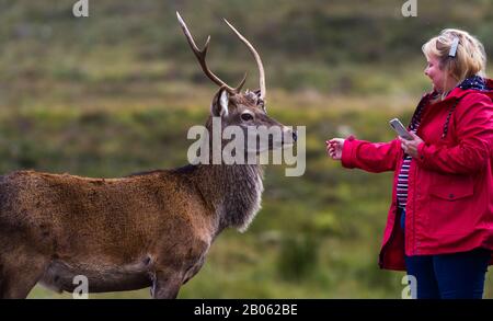 Glen Coe, Scozia - 17 settembre 2019: Donna che accarezza una giovane Stag nei giardini del Kingshouse Hotel a Glen Coe Regno Unito 17 settembre 2019 Foto Stock