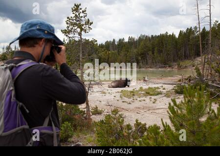 Parco NAZIONALE di Yellowstone, USA - 12 luglio 2014: Un turista che ha fatto una foto di un bisonte che riposa dal Lago di Sour al Parco nazionale di Yellowstone, Wyoming su Ju Foto Stock