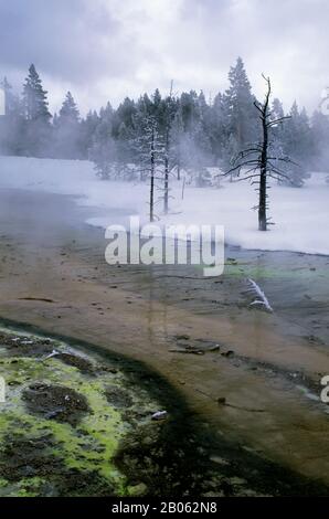 USA, WYOMING, PARCO NAZIONALE DI YELLOWSTONE, FONTANA VERNICE PENTOLA AREA, SORGENTI TERMALI CON ALGHE, INVERNO Foto Stock