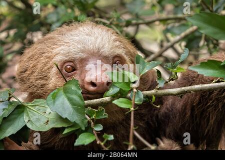 Il sloth di due-toed di Hoffmann (Choloepus hoffmanni) che alimenta su un albero, Costa Rica Foto Stock
