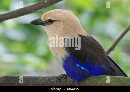 Rullo con decorazioni blu (Coracias cyanogaster) Foto Stock