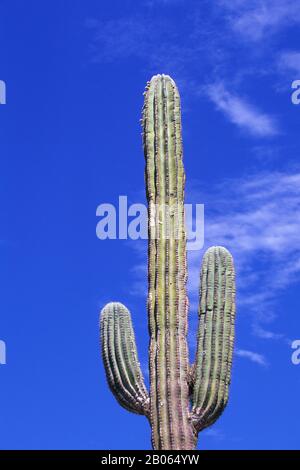 MESSICO, BAJA CALIFORNIA, ISLA ESPIRITU SANTO, PAESAGGIO, VEGETAZIONE, CARDON CACTUS Foto Stock