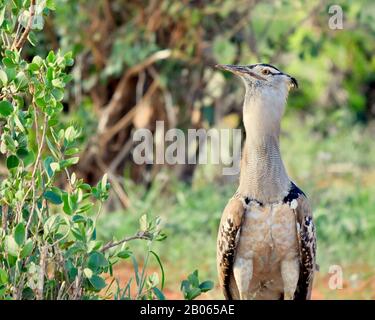 Un Kori bustard (Ardeotis kori) si erge alto sperando di sfuggire all'attenzione. Parco Nazionale di Tsavo Est, Kenya. Foto Stock