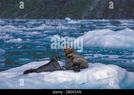 USA, ALASKA, VICINO JUNEAU, TRACY ARM, HARBOR SEALS, MADRE CON PUP SU GHIACCIO GALLEGGIANTE Foto Stock