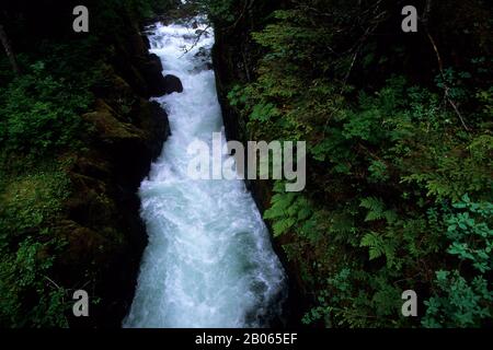 USA, ALASKA, VICINO A PIETROBURGO, TONGASS NATL FOREST, THOMAS BAY, CASCADE CREEK, CANYON Foto Stock