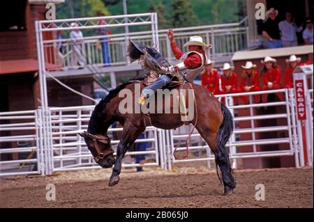 CANADA, ALBERTA, CALGARY, CALGARY STAMPEDE, SCENA STAMPEDE, EQUITAZIONE BAREBACK Foto Stock