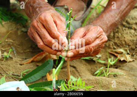 Innesto .talee in tensione alla pianta di innesto in tacchetta con germogli crescenti, . Primo piano di innesto di pianta Foto Stock