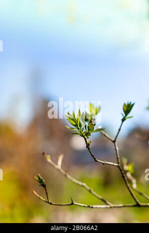 Rami di albero primaverile con catkins e le prime foglie di germogli in fiore. Colori chiari sfondo natura con foglie in fiore sugli alberi. Foto Stock