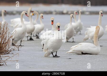 Mute Swan (Cygnus olor) camminando sul ghiaccio Foto Stock