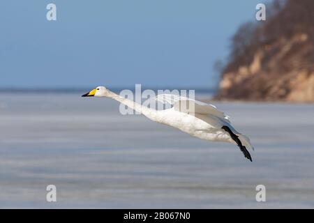 Landing adulto Whooper Swan (Cygnus cygnus) Foto Stock
