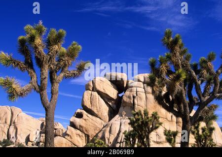 USA, CALIFORNIA, JOSHUA TREE NP, HIDDEN VALLEY, JOSHUA TREES (YUCCA BREVIFOLIA) Foto Stock