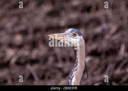 Vista ravvicinata di una testa di Blue Heron contro uno sfondo marrone Foto Stock