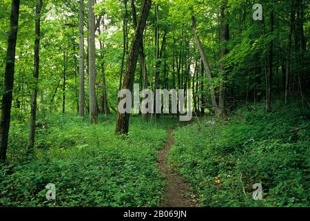 CANADA ONTARIO VICINO A PARIGI, FORESTA DECIDUA, SENTIERO, SENTIERO Foto Stock