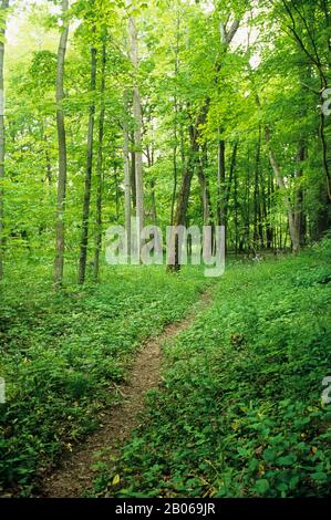 CANADA ONTARIO VICINO A PARIGI, FORESTA DECIDUA, SENTIERO, SENTIERO Foto Stock