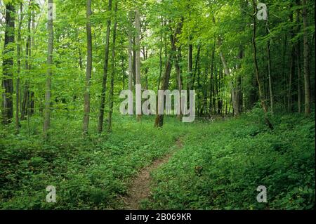 CANADA ONTARIO VICINO A PARIGI, FORESTA DECIDUA, SENTIERO, SENTIERO Foto Stock