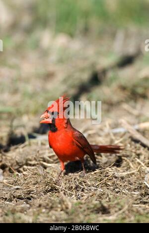 USA, TEXAS, HILL PAESE VICINO CACCIA, NORTHERN CARDINAL, ALIMENTAZIONE MASCHILE A TERRA Foto Stock