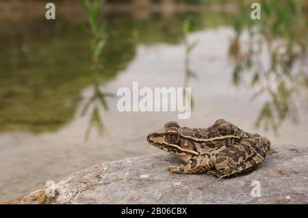 STATI UNITI, TEXAS, HILL PAESE VICINO CACCIA, SOUTHERN LEOPARD RANA Foto Stock